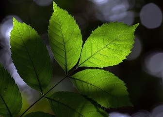 Dappled Sunlight Through Green Leaves