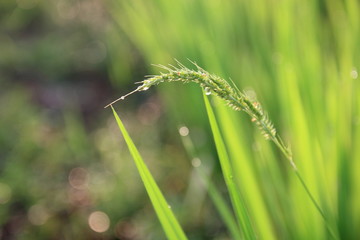 Rice green field and paddy rice for natural background.