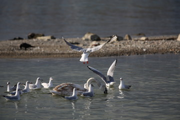 Obraz premium aves varias 