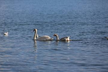 aves varias 
