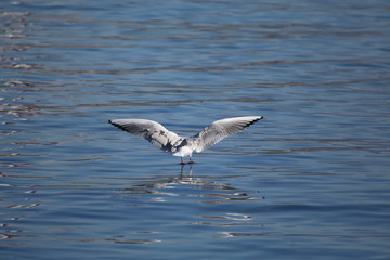 aves varias 