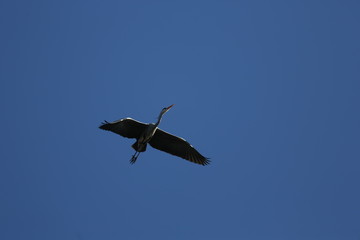 Fototapeta premium aves varias 