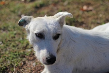 sterile yard white dog