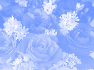 Blurred of rose flowers blue blooming. in the pastel color style for background.