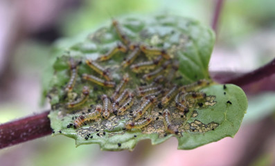 Group of young worms on mints leaf, Close up shot