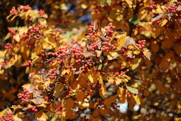 autumn red, juicy berries for background