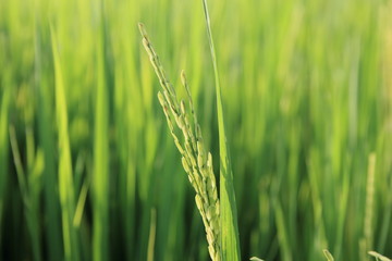 Rice green field and paddy rice for natural background.