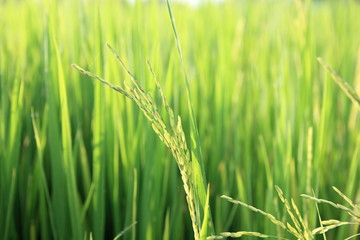 Rice green field and paddy rice for natural background.