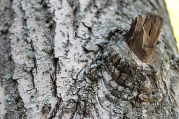 bark of an old tree, textured, spectacular