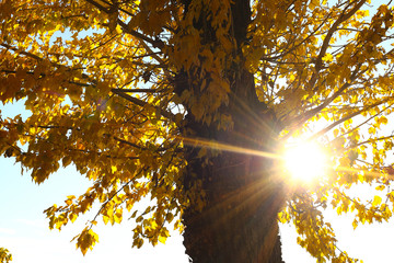 Bright sunlight makes its way through the yellow-orange autumn leaves