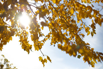 Bright sunlight makes its way through the yellow-orange autumn leaves