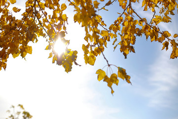 Bright sunlight makes its way through the yellow-orange autumn leaves
