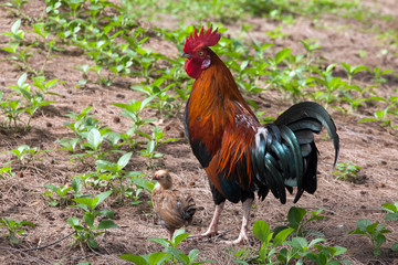 Bantam family in nature.