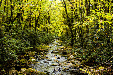 Trees At A Creek At The Smokey Mountains National Park 