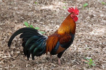 Bantam  in nature.