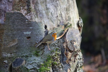 aves varias 