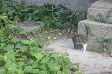 cat is relaxing in the garden