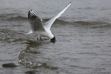 aves varias 