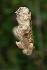 dried seeds of field pennycress, Thlaspi arvense on greenbackground