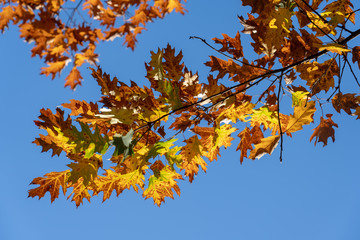 Fototapeta na wymiar Eichenlaub im Herbst, bunt am Zweig