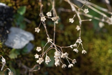 dried twig with small pentagonal flowers