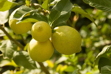 close up of organic lemons on a lemon tree