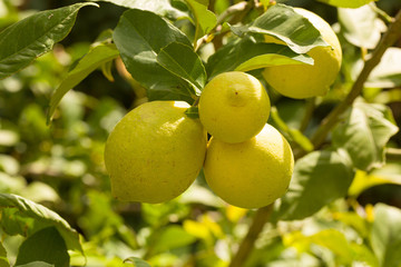 close up of organic lemons on a lemon tree