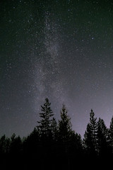 Stars milky way above trees night sky