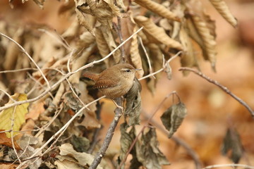 aves varias 
