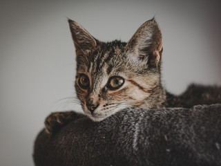 Obraz premium Gray Cat