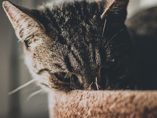 home cat © LazzarK