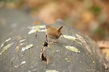 aves varias 