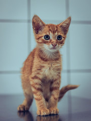 ginger cat