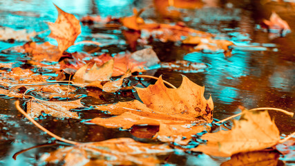 Das nasse  Herbstlaub in einer Regen Pfütze
