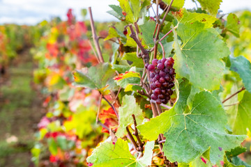 Grapes in vineyards before harvest in Bourgogne in France