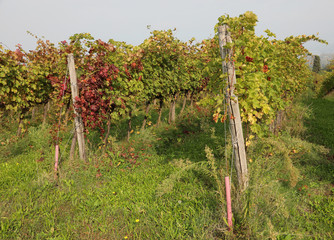 vineyard with red leaves of grapevine