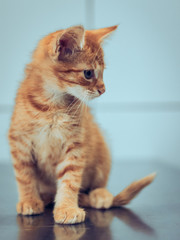 ginger cat baby © LazzarK