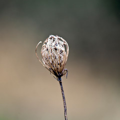 dry flower, macro photography