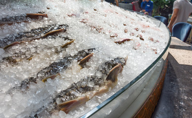 Fresh frozen sturgeon fish lying in ice on a counter in a public place.