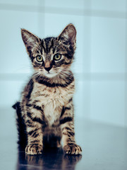 Little tiger © LazzarK