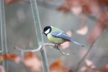 aves varias 