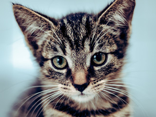 cute cat © LazzarK