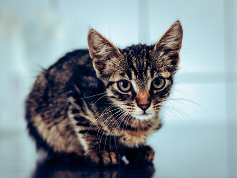 cat mustage