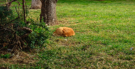 Sleeping in the park