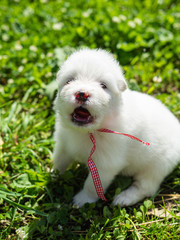 White dogs and puppies breed Samoyed Laika.