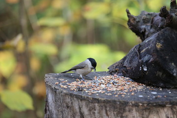 aves varias 