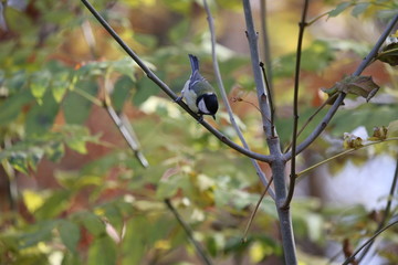 aves varias 