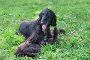 Cute afghan hound is lying on a green grass in the autumn park. Eastern greyhound or persian...