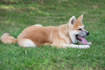 Naklejka na ściany i meble Cute akita inu puppy is lying on a green grass in the park. Pet animals.