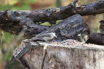 aves varias 